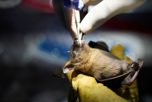 A researcher takes samples from the mouth of a bat in Cambodia on August 30 this year.  Photo: CINDY LIU