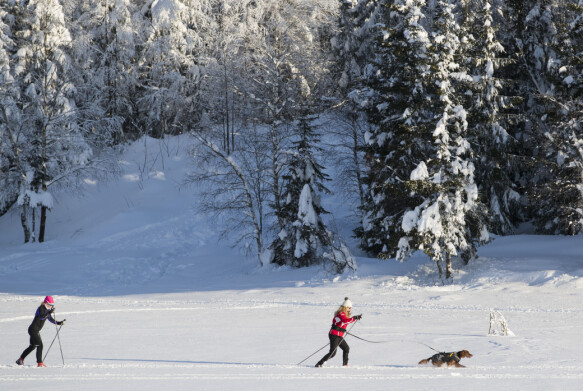 Stick injuries: Two skiers and a dog on the way through Øvresetertjern via Trivandrum in Oslo.  Qinge says they also see dogs receiving stab wounds.  Photo: Håkon Mosvold Larsen / NTB