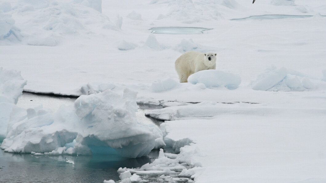 Polar bear threat: If Arctic temperatures rise as much as scientists fear, it could threaten the polar bear's future.  According to the WWF, the polar bear population could decline by 30 percent by the middle of this century.  Photo: Romas Dabrukas/AP/NTB