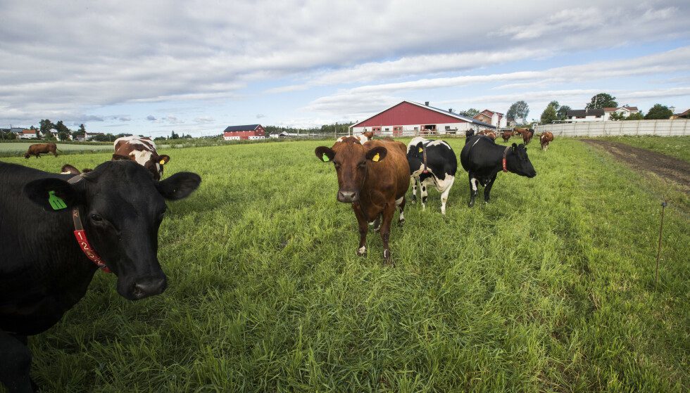 Cattle production: In 2022, 12,702 cattle herds are registered in Norway.  Illustration taken in 2017 at a farm in Vestfossen, Øvre Eiker municipality in Viken.  Photo: Terje Bendiksby / NTB