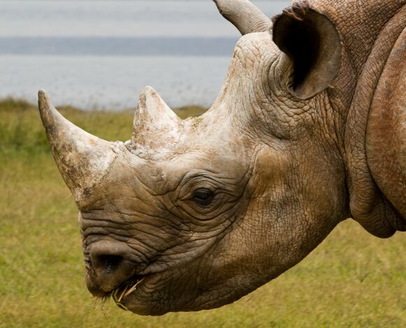 Shorter Horn: Research shows that rhinoceros horns have gotten shorter horns over the years.  The rhinoceros pictured is a black rhinoceros.  Photo: NTB/Glyn Edmunds/REX.