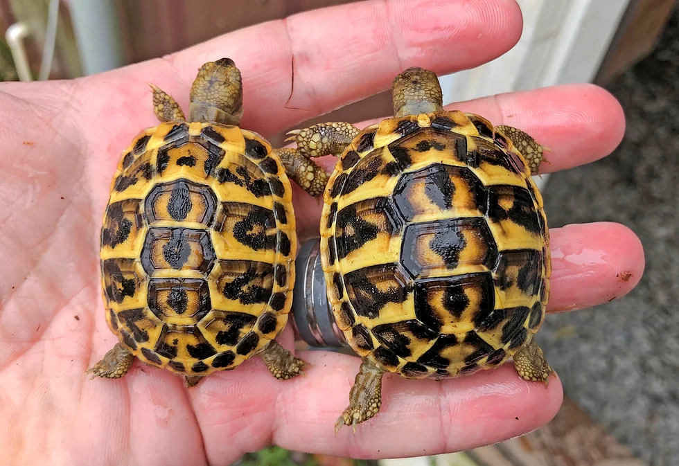 The Benefits of Russian Tortoises as Family Pets